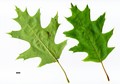 SpeciesSub: Aurea Group SpeciesSub: Aurea Group